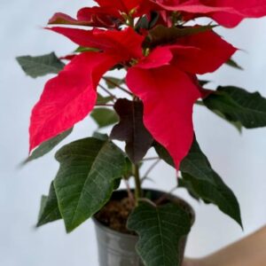 PLANTA ESTRELLA FEDERAL