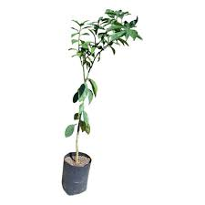 PLANTA NARANJA 1.80 APROX